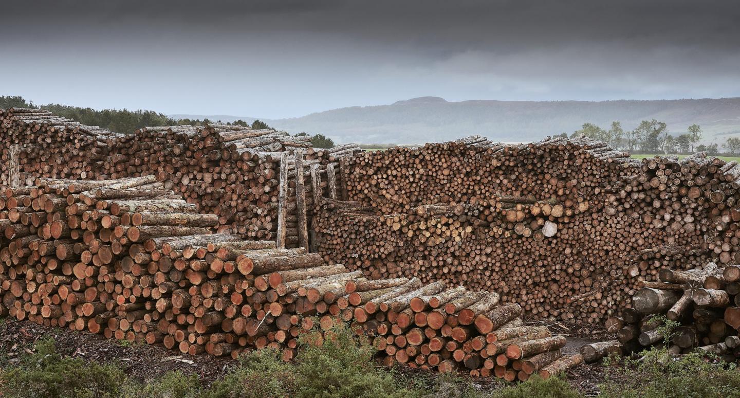 Lumber prices are way down as the housing market tries to get out of a slump.