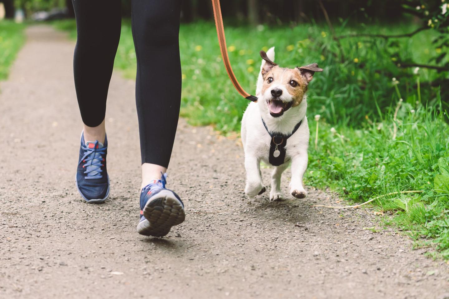 Dog on leash running with owner