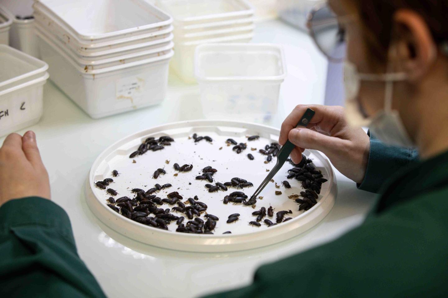 A startup that wants to make food for humans and pets out of insects just raised $175 million