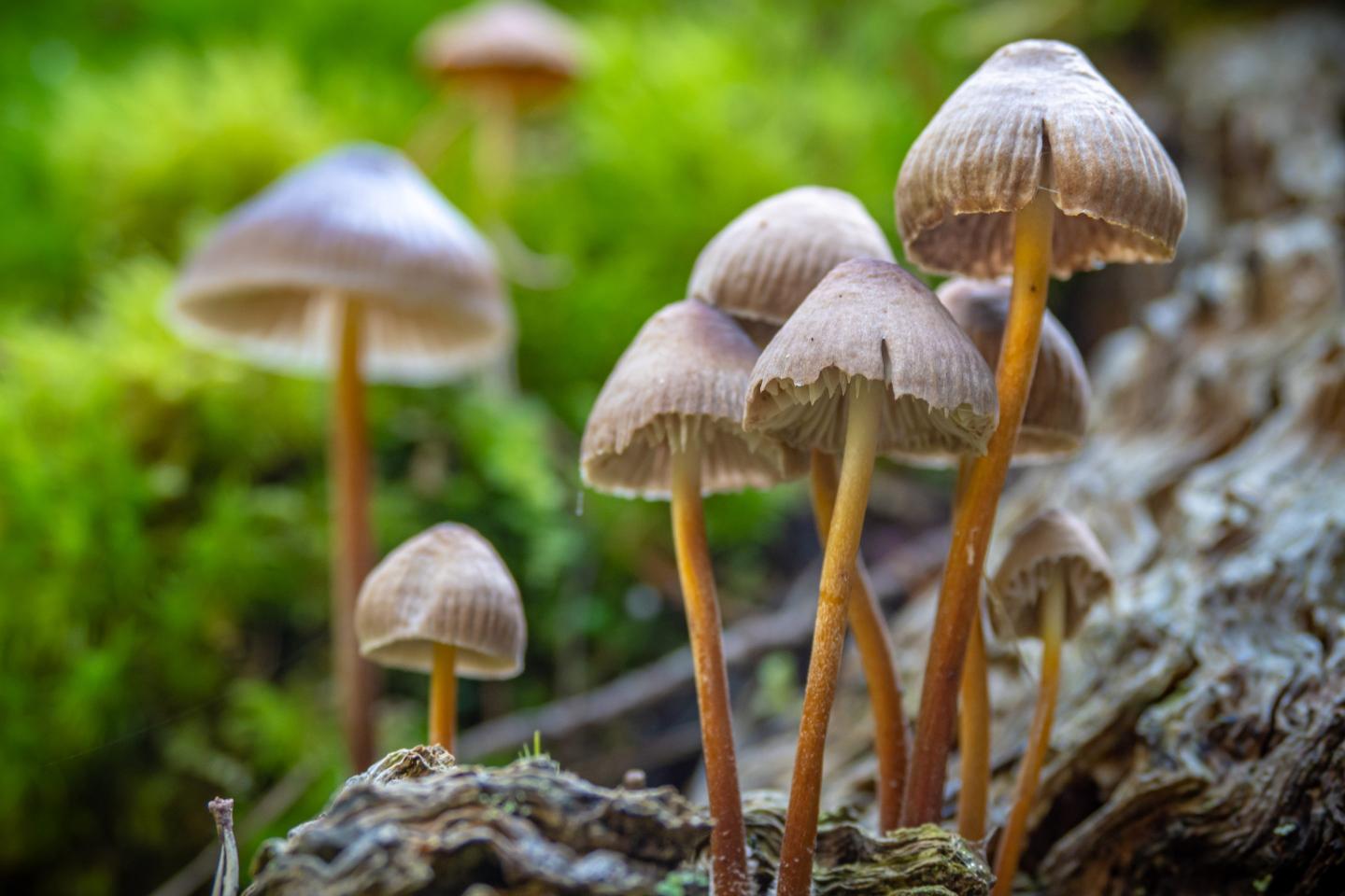 Psychedelics may ease cancer patients’ depression and anxiety better than prescription drugs