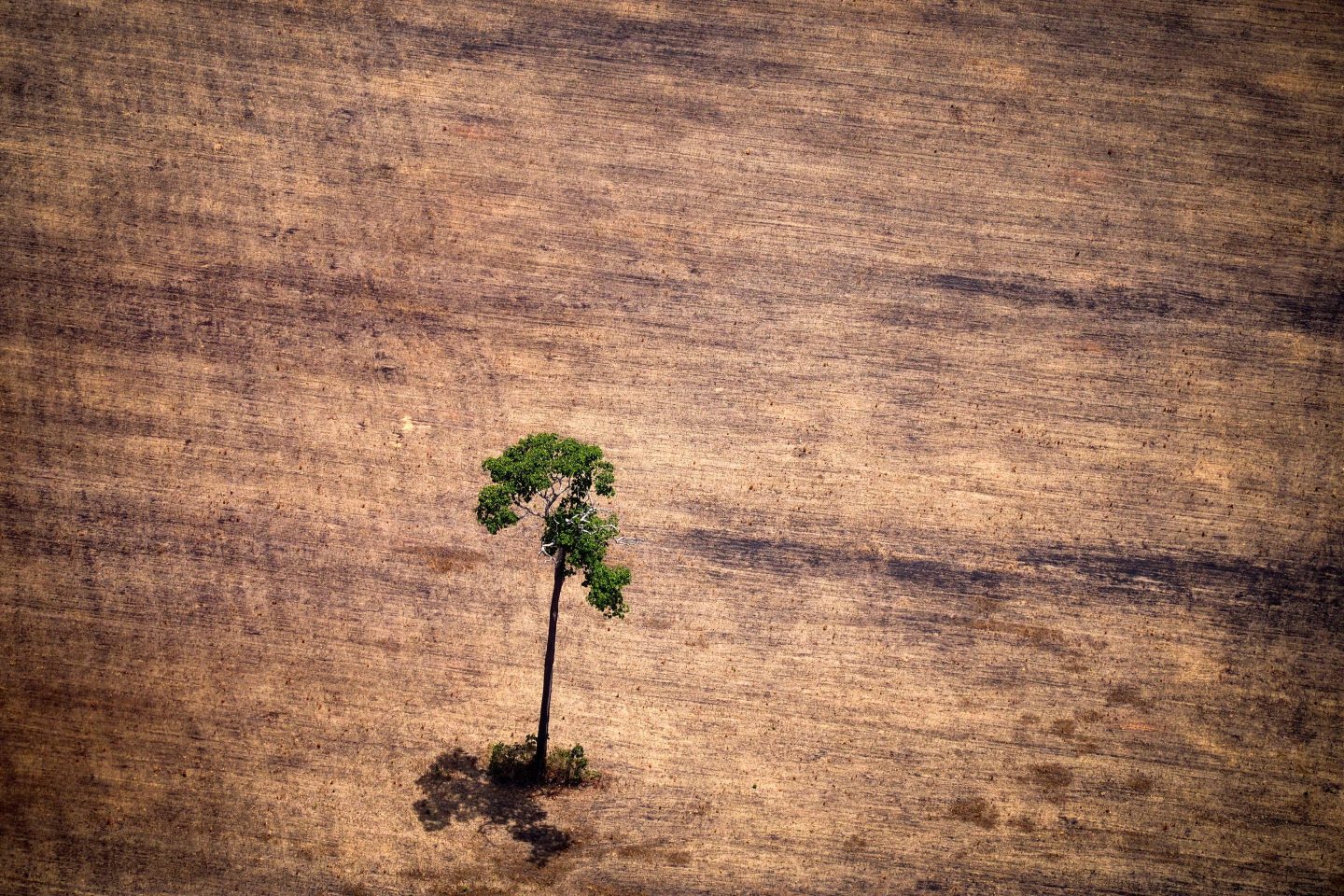 View of a tree in a deforested area in the middle of the Amazon jungle seen during an overflight by Greenpeace activists over areas of illegal exploitation of timber in 2014.