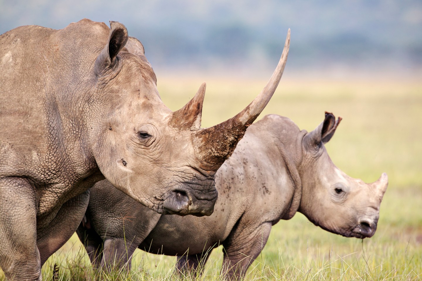 Female with very long horn and calf. Lake Nakuru National Park Kenya. Dist. Localised: Southern and East Africa