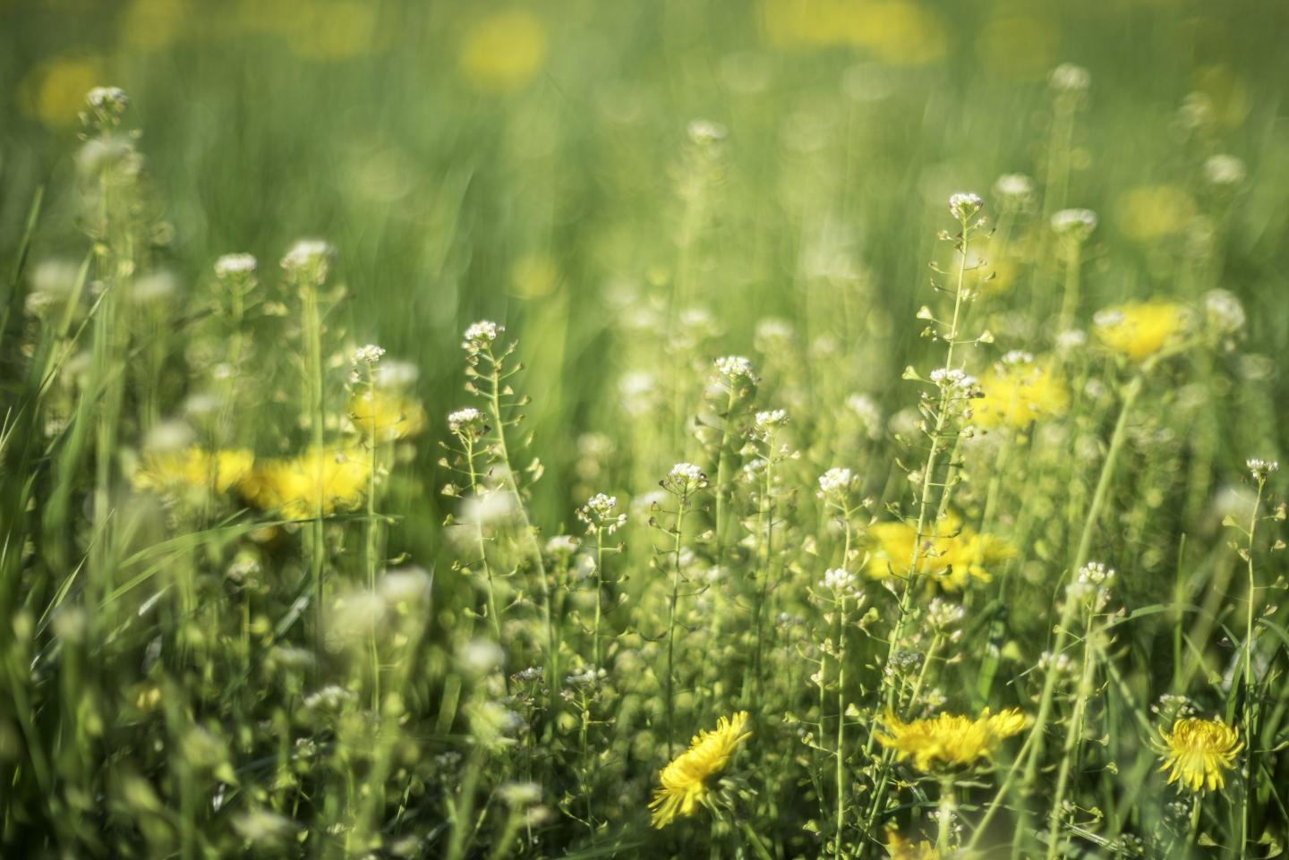 Brace yourselves, allergy sufferers: Pollen season is getting longer and more intense with climate change. Here’s what you can expect in the future