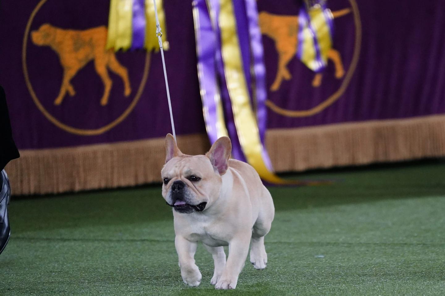 Winston, a French bulldog, competes for Best in Show at the 146th Westminster Kennel Club Dog Show, Wednesday, June 22, 2022, in Tarrytown, N.Y. 