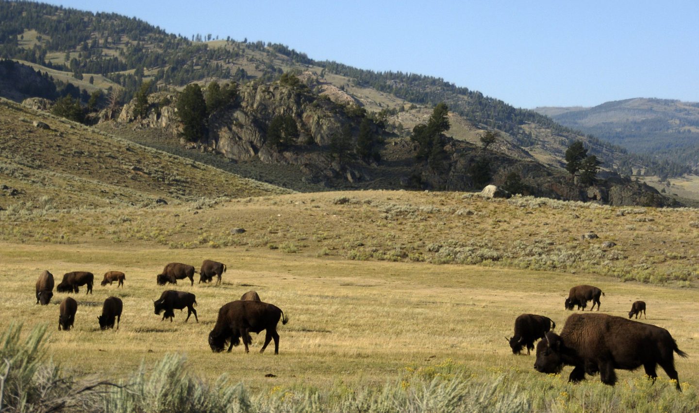 Yellowstone bison