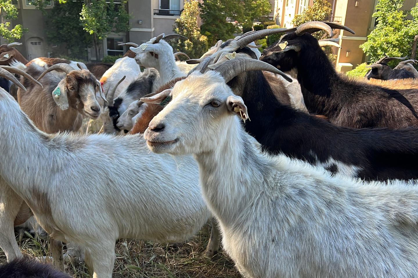 New California labor laws could have an unexpected casualty: Wildfire-fighting goats