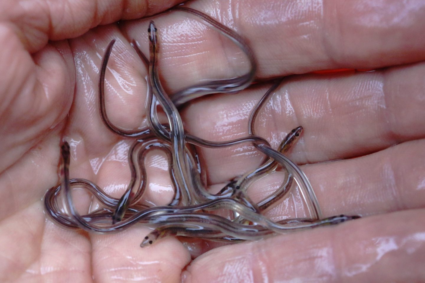 Elvers