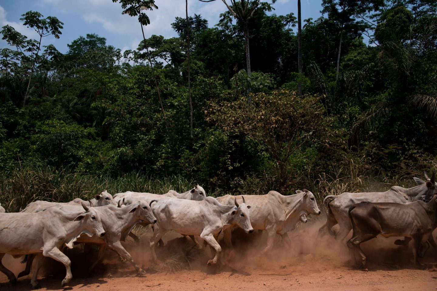 A herd of cattle goes through a public road inside Amazonia rainforest at the city of Sao Felix do Xingu, Para state, Brazil, on September 22, 2021.