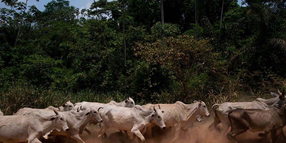 Brazilian banks deny credit to illegal Amazon beef buyers | Fortune
