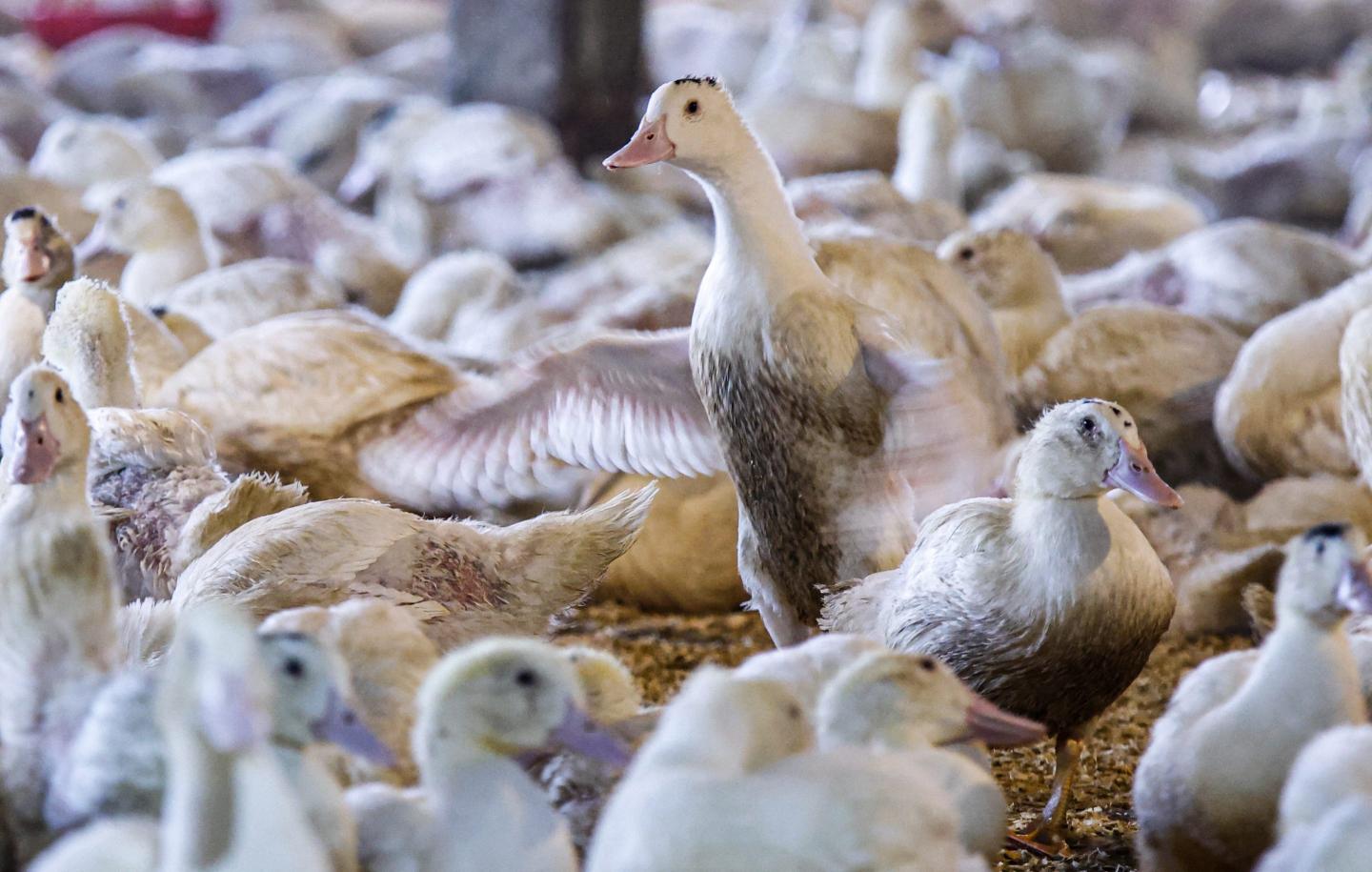 California foie gras fans are out of luck after ban on the sale of the delicacy avoids a Supreme Court review