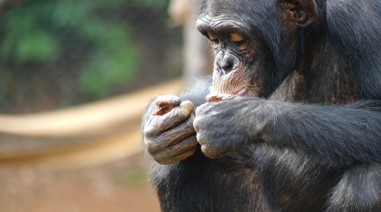 Solving ‘the next public health crisis’ is being undermined by a shortage of monkeys, panel controversially concludes