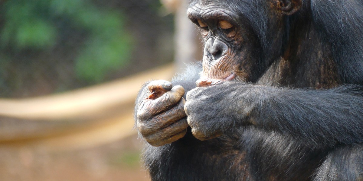 Solving 'the next public health crisis' is being undermined by a ...
