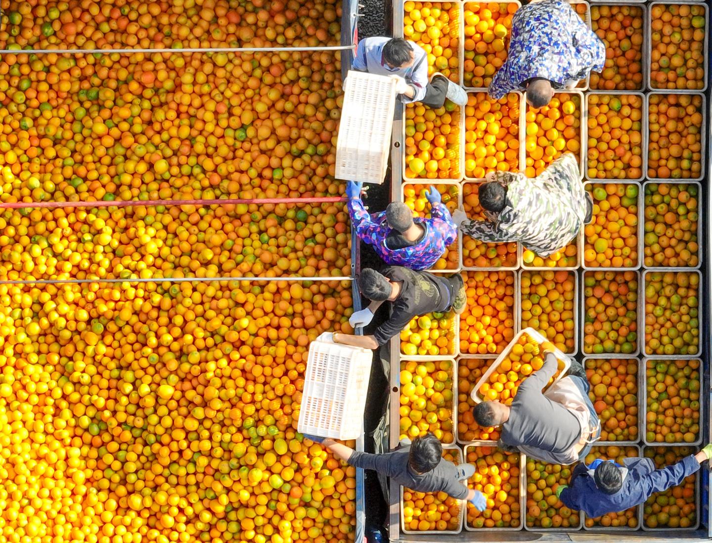 You’re about to pay more for orange juice as Florida citrus growers see the smallest crop since the Great Depression