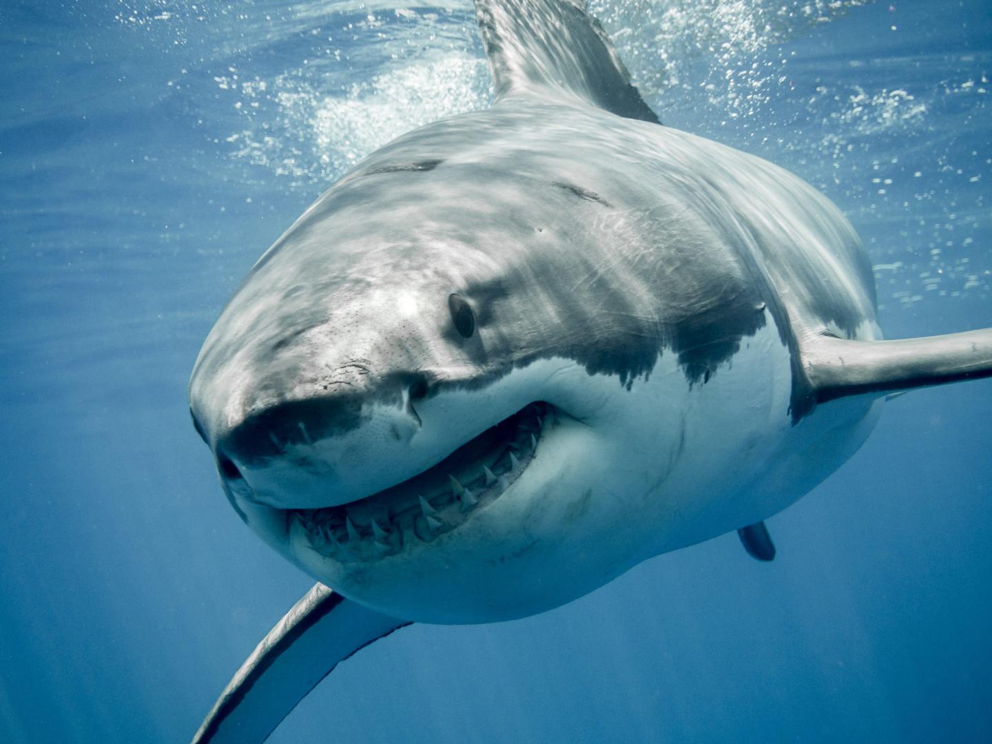After 5 shark attacks on Long Island in just a year, New York’s governor is using drones to track any Jaws wannabes lurking nearby