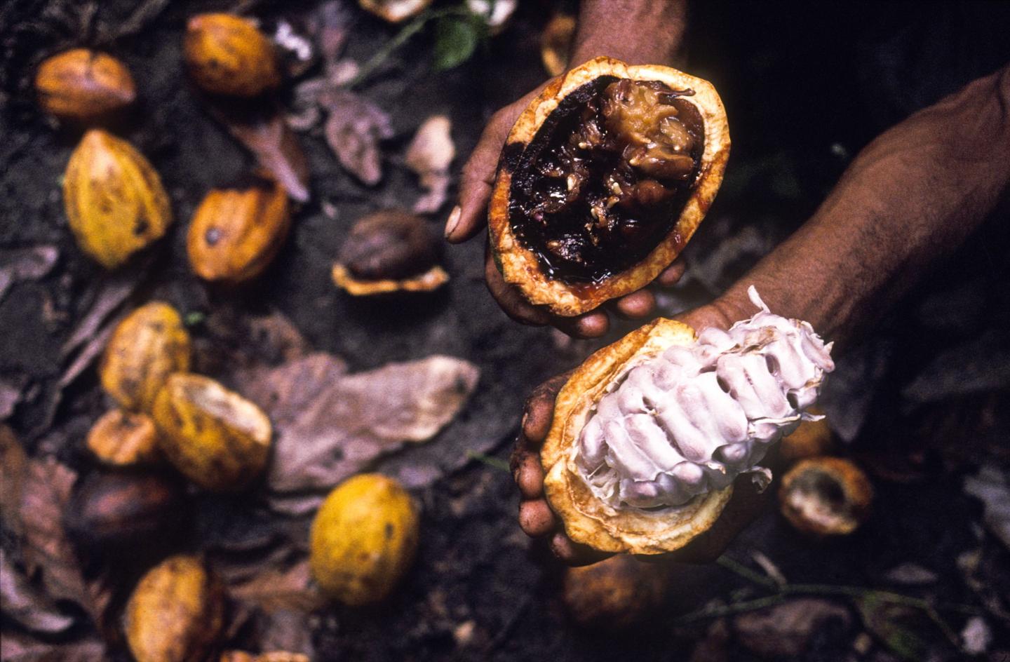 A ‘Last of Us’–style fungi outbreak could obliterate crops worldwide, researchers say: ‘The imminent threat here is not about zombies, but about global starvation’