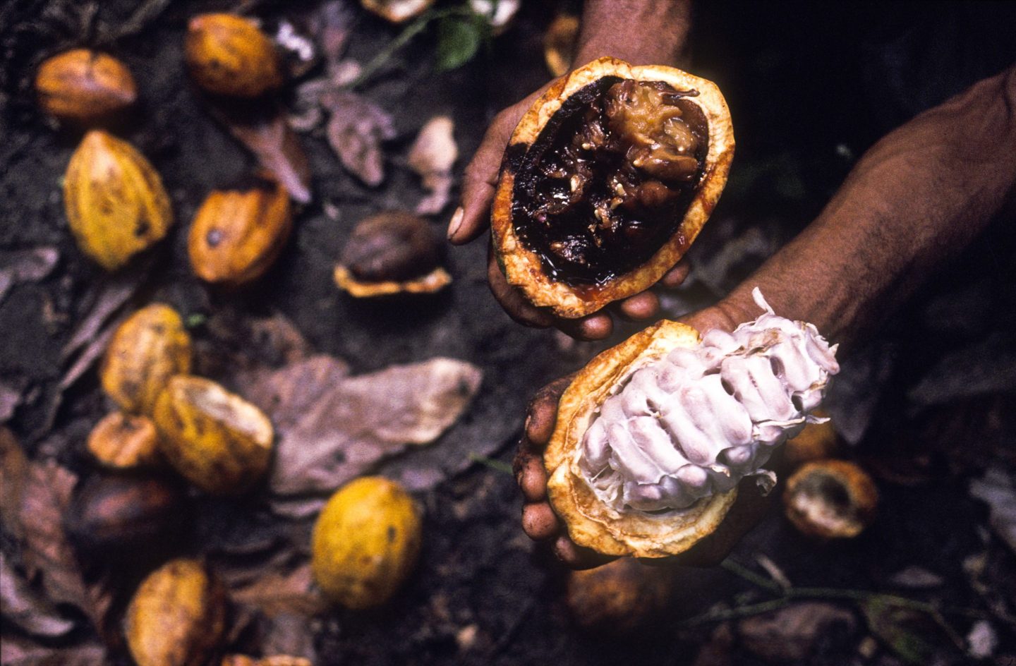 A Brazilian farmer holding a healthy cocoa pod and one infected with a deadly fungus.