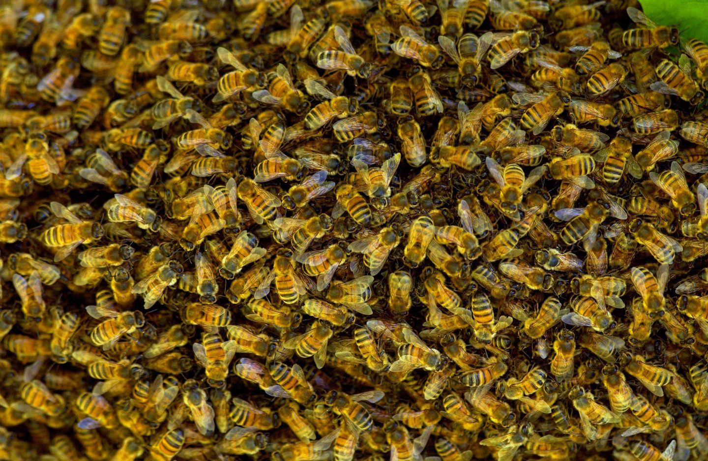 Honey bees swarming in a plum tree in the Cotswolds, UK.
