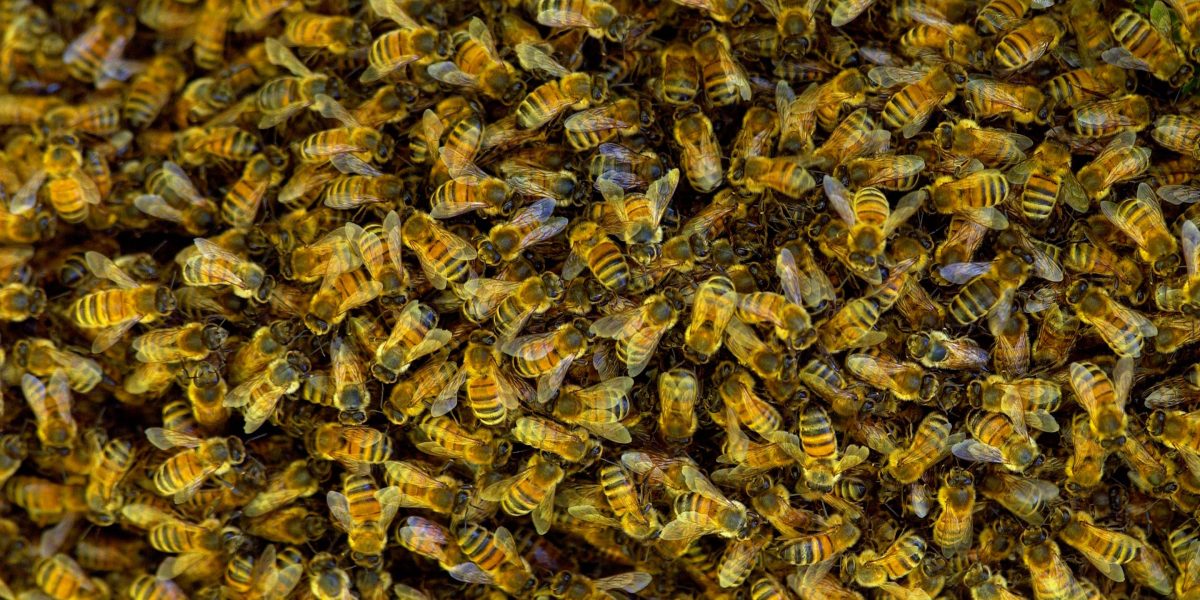 Swarm of bees delays Delta flight as perplexed officials struggle to