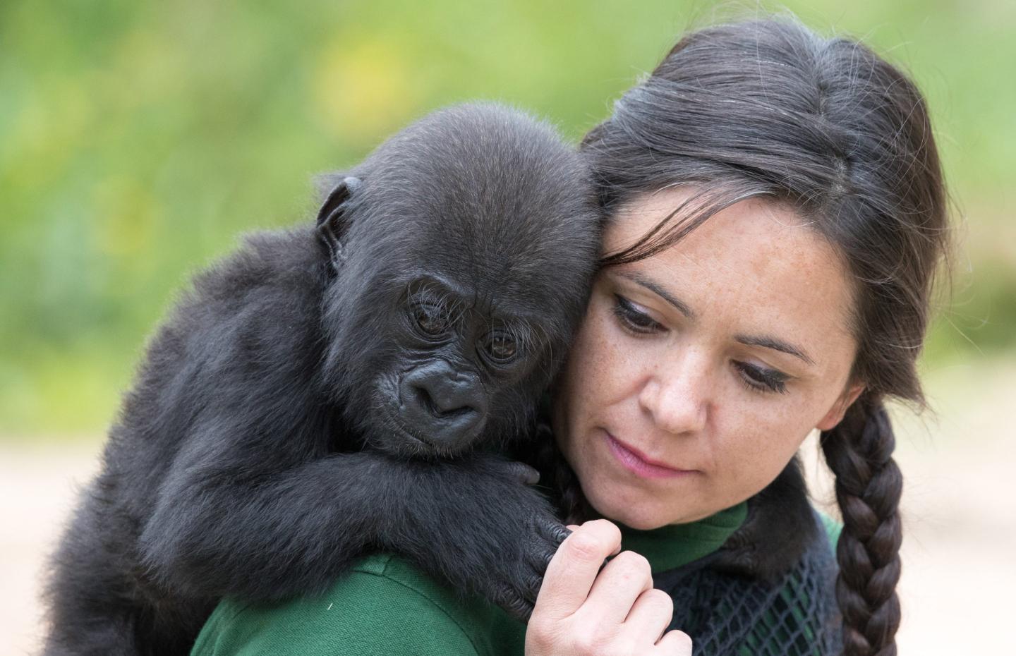 Baby gorilla