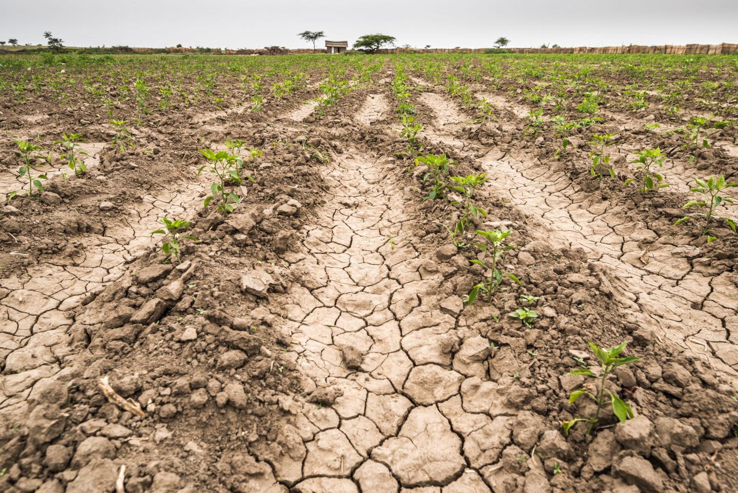 Climate change could increase inflation by 1% a year over the next decade, but it’s your food that’s going to get really expensive