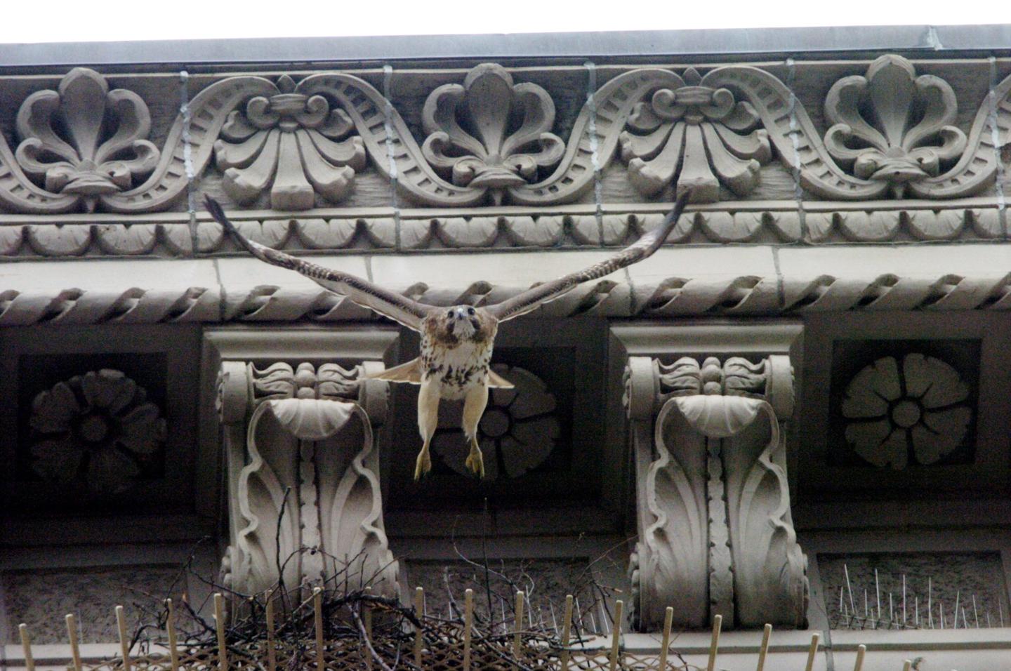 Pale Male, New York’s celebrity red-tailed hawk who starred in a documentary and nested on ritzy Fifth Avenue, dies at 33