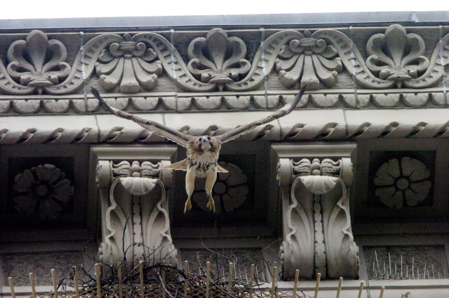Red-tailed hawk Pale Male.
