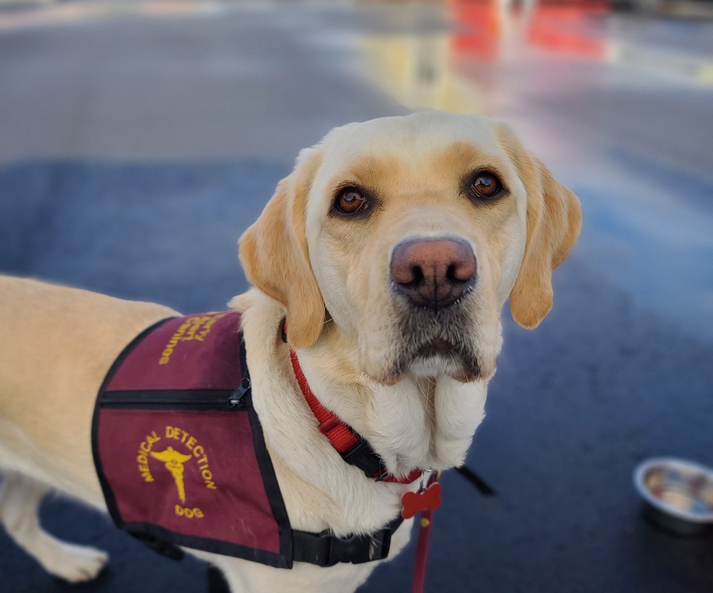 Medical alert dogs are showing promise in the detection of various infections.