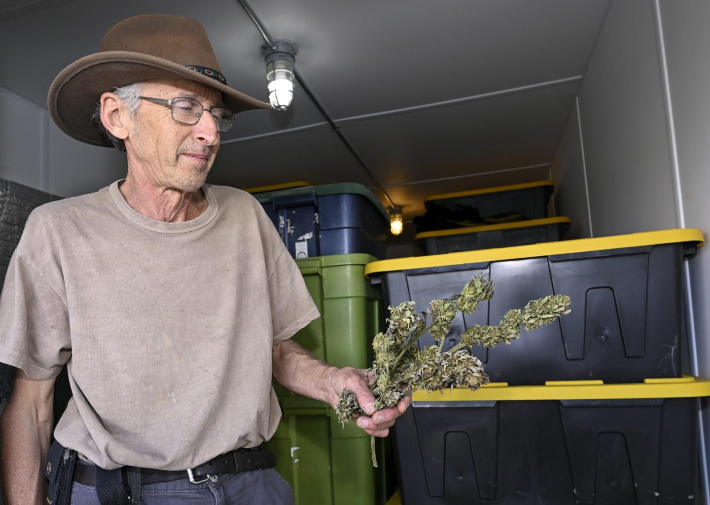 Pot farmers are going broke growing for a New York legal weed market that’s not taking off: ‘We’re all losing money’