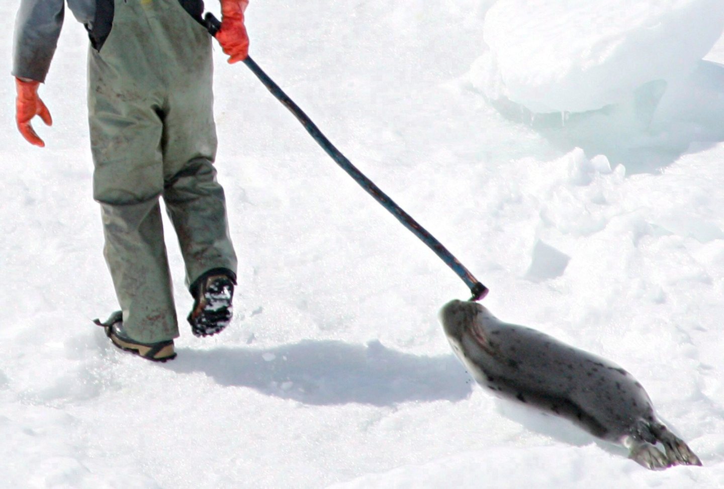 A seal hunter drags a harp seal back to his snowmobile during the annual seal hunt on an ice floe on April 2, 2005, in the Gulf of St. Lawrence, Canada. A Canadian company has pleaded guilty Monday, June 5, 2023, to violating federal law by illegally selling seal oil capsules to American customers.