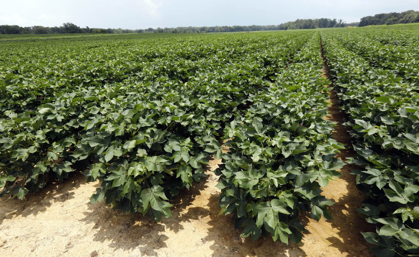 Young cotton plants cover acres on a farm in Bolton, Miss., July 13, 2018.