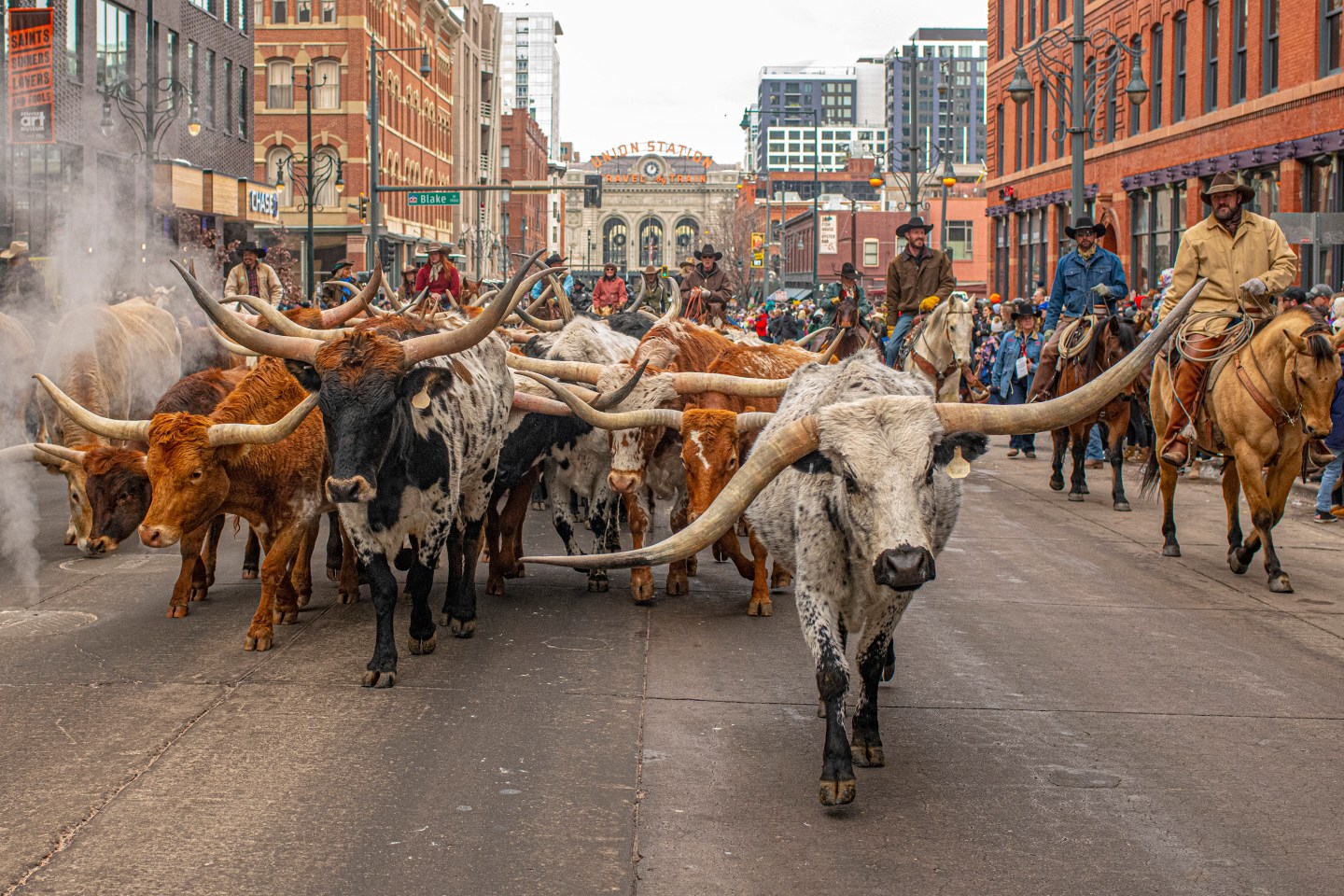 A longhorn parade through the streets of downtown Denver kicks off the city’s National Western Stock Show.