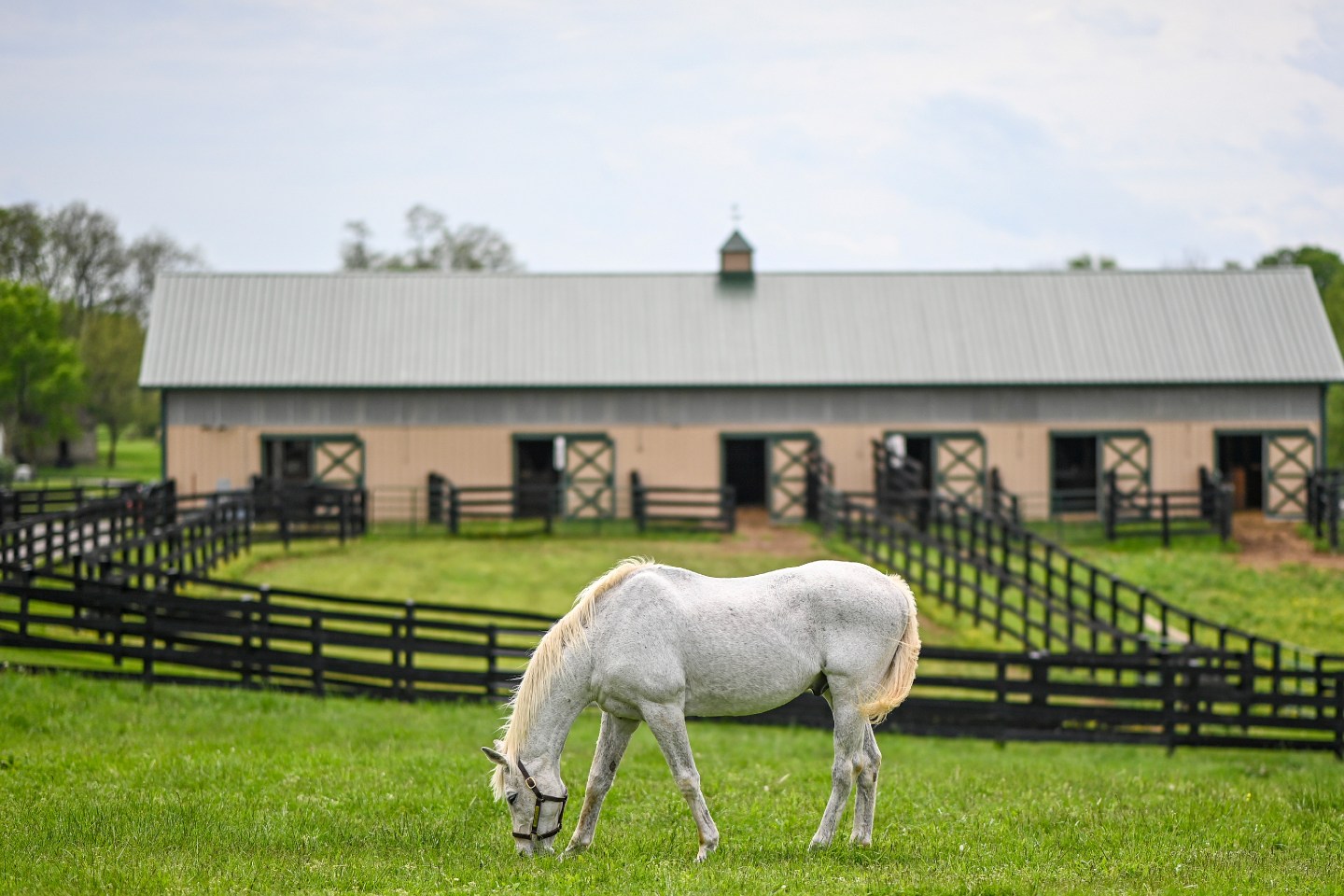 Locals can help care for more than 240 former racehorses and breeding stallions at the Old Friends thoroughbred retirement facility in Georgetown, Ky.