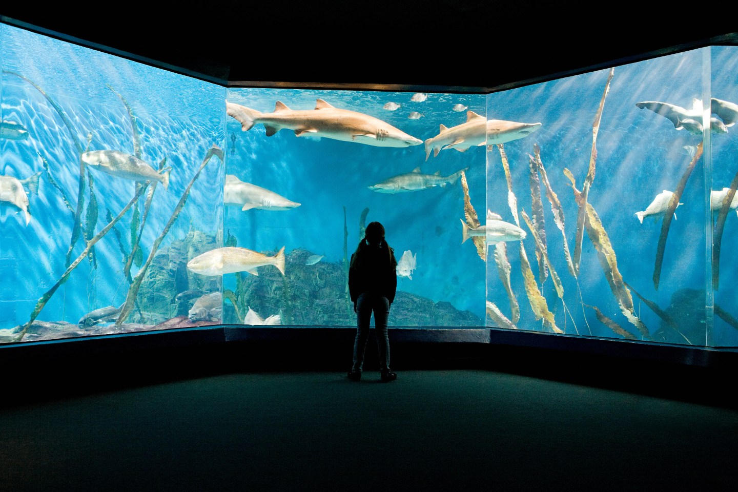 Year-round aquatic fun can be found at the Maritime Aquarium in Norwalk, Conn., which houses more than 7,000 animals.
