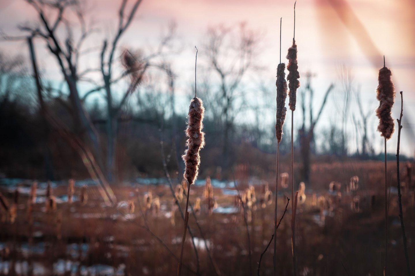 Close-up of dry plants on field against sky,Fitchburg,Wisconsin,United States,USA
