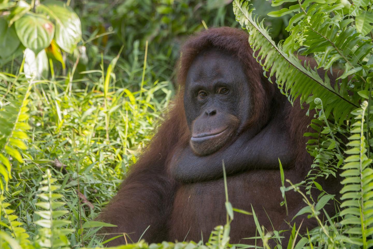Orangutan