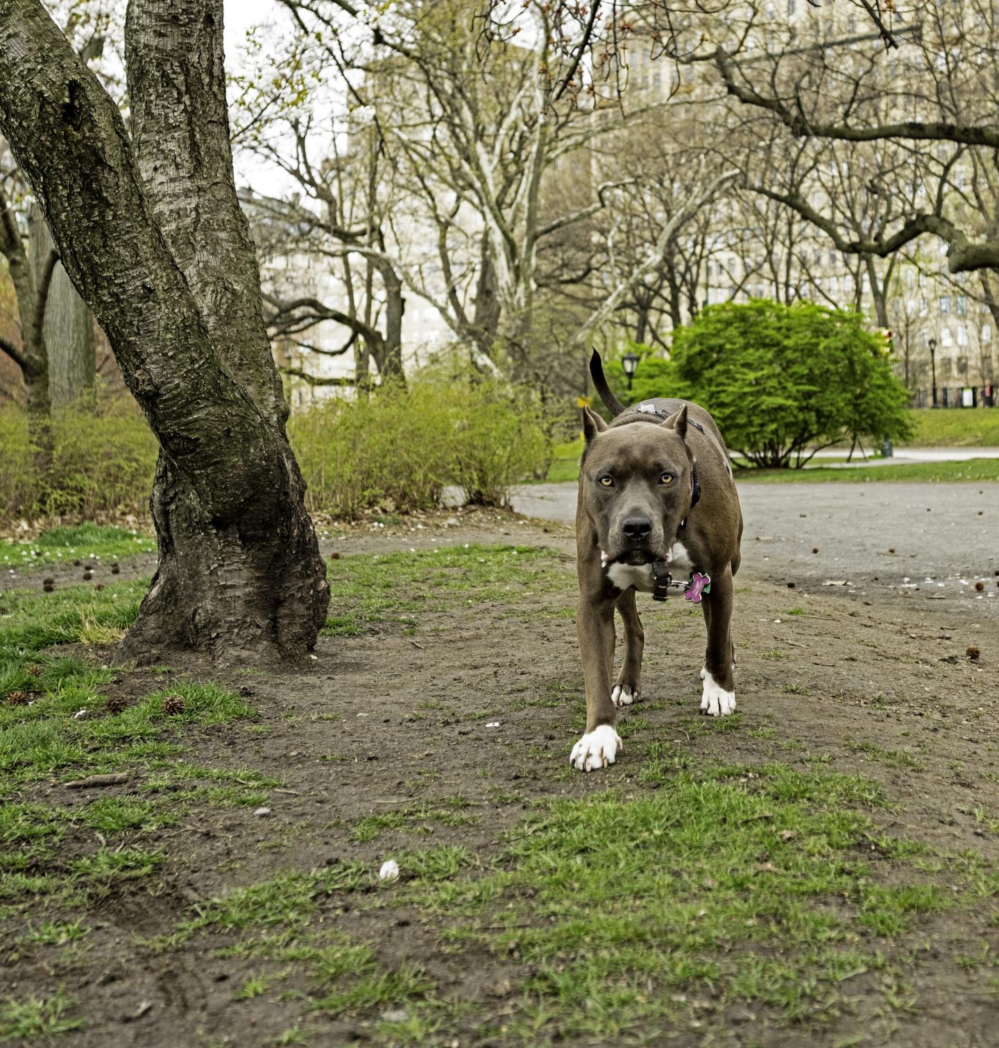 Pit bull