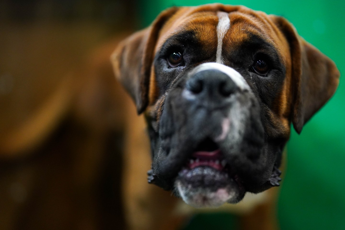 Five boxers were killed by fire in a RV. 