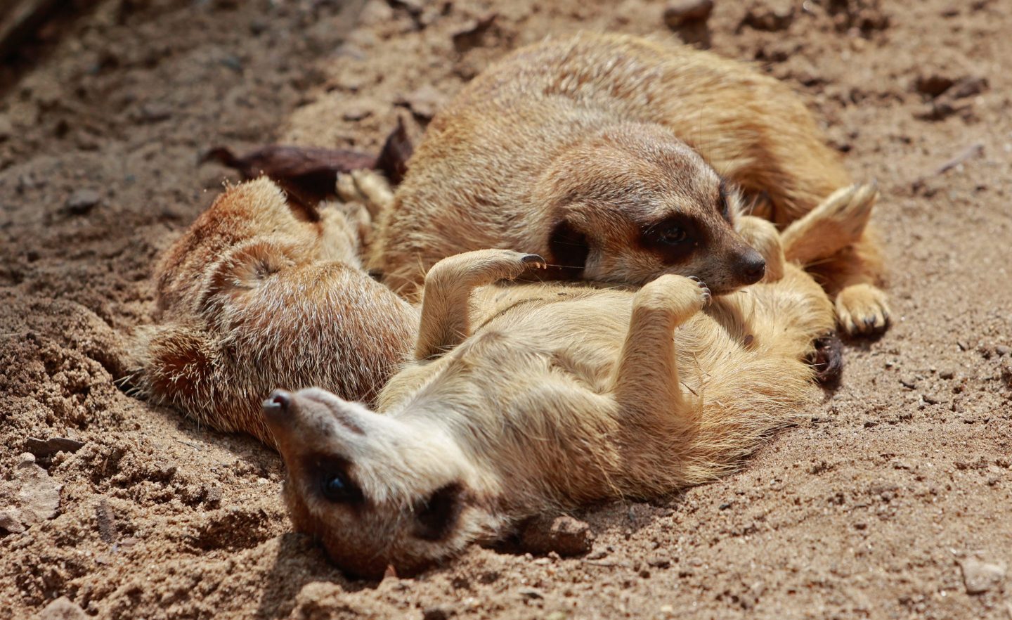 Meerkats