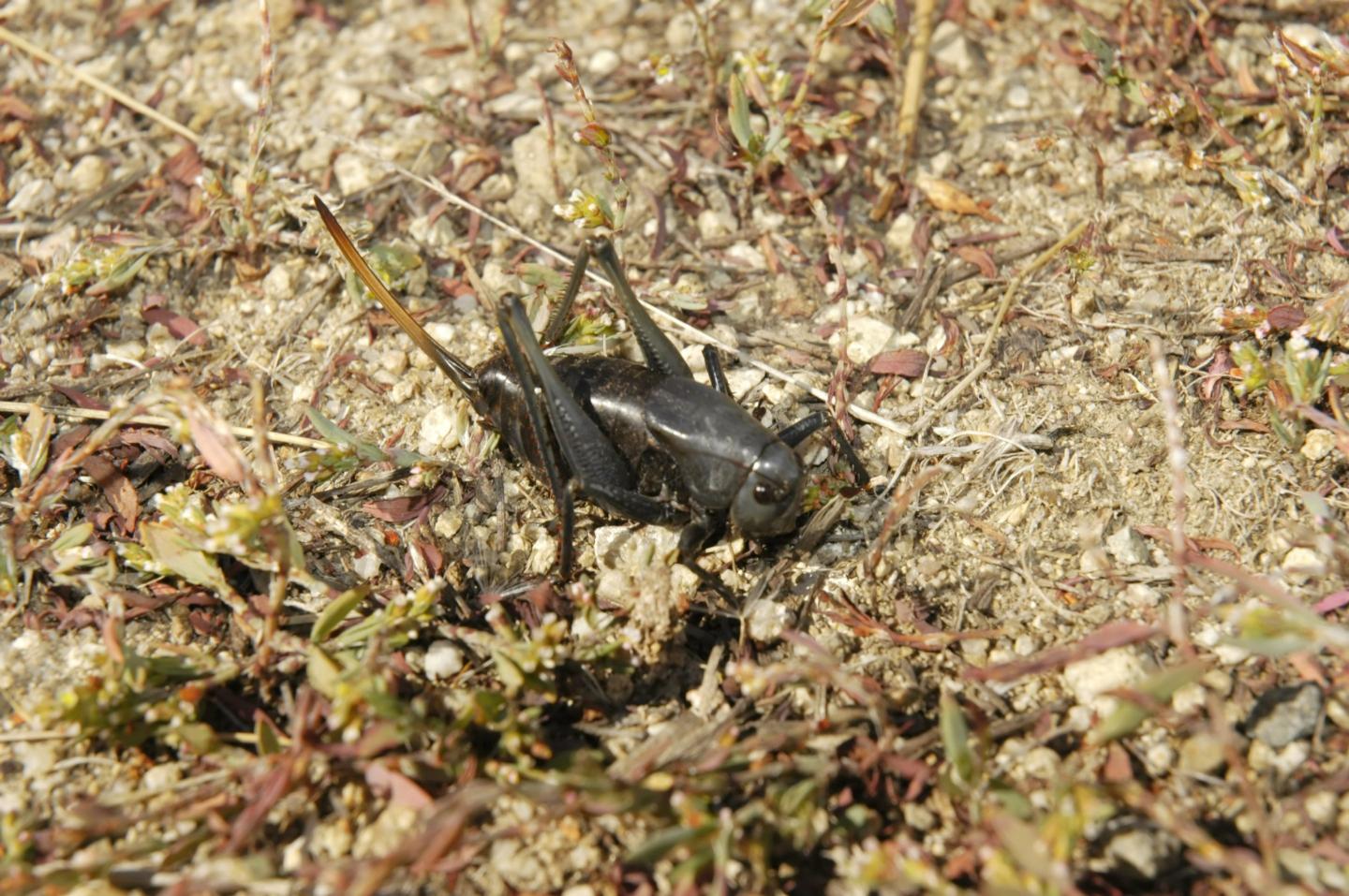 Nevada town is using brooms, snow plows, and leaf blowers to wage war against blood-red crickets that are ‘almost like a biblical plague’