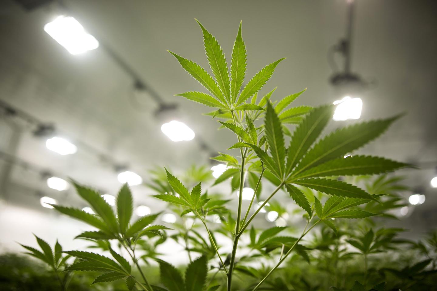 Cannabis company once worth $19 billion is now so beleaguered that an analyst predicts its stock is heading to zero