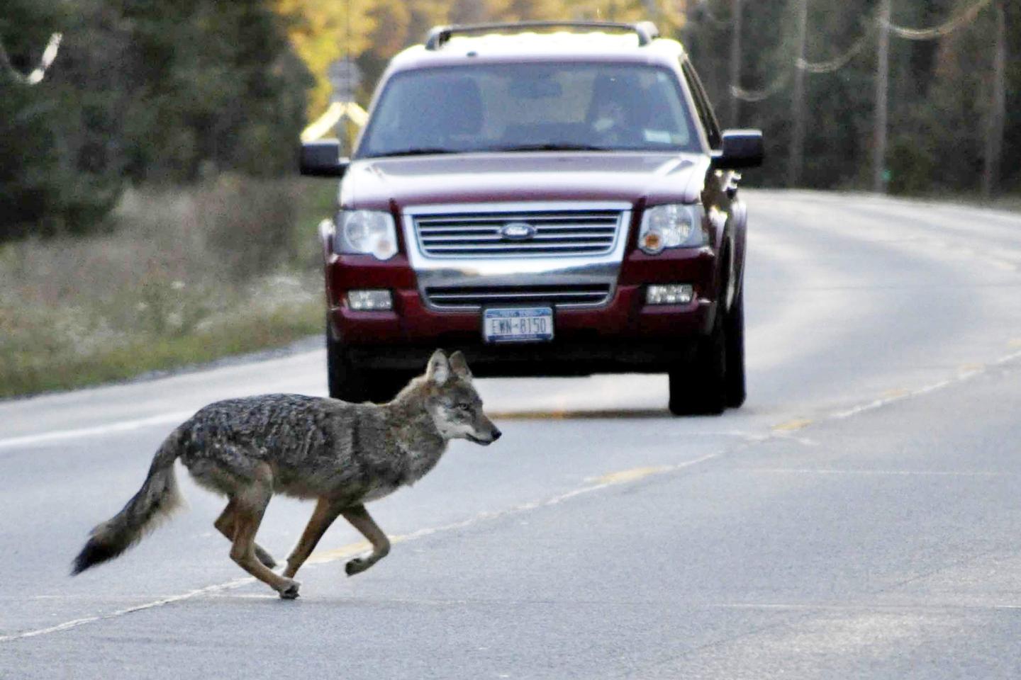 Upstate New York coyote