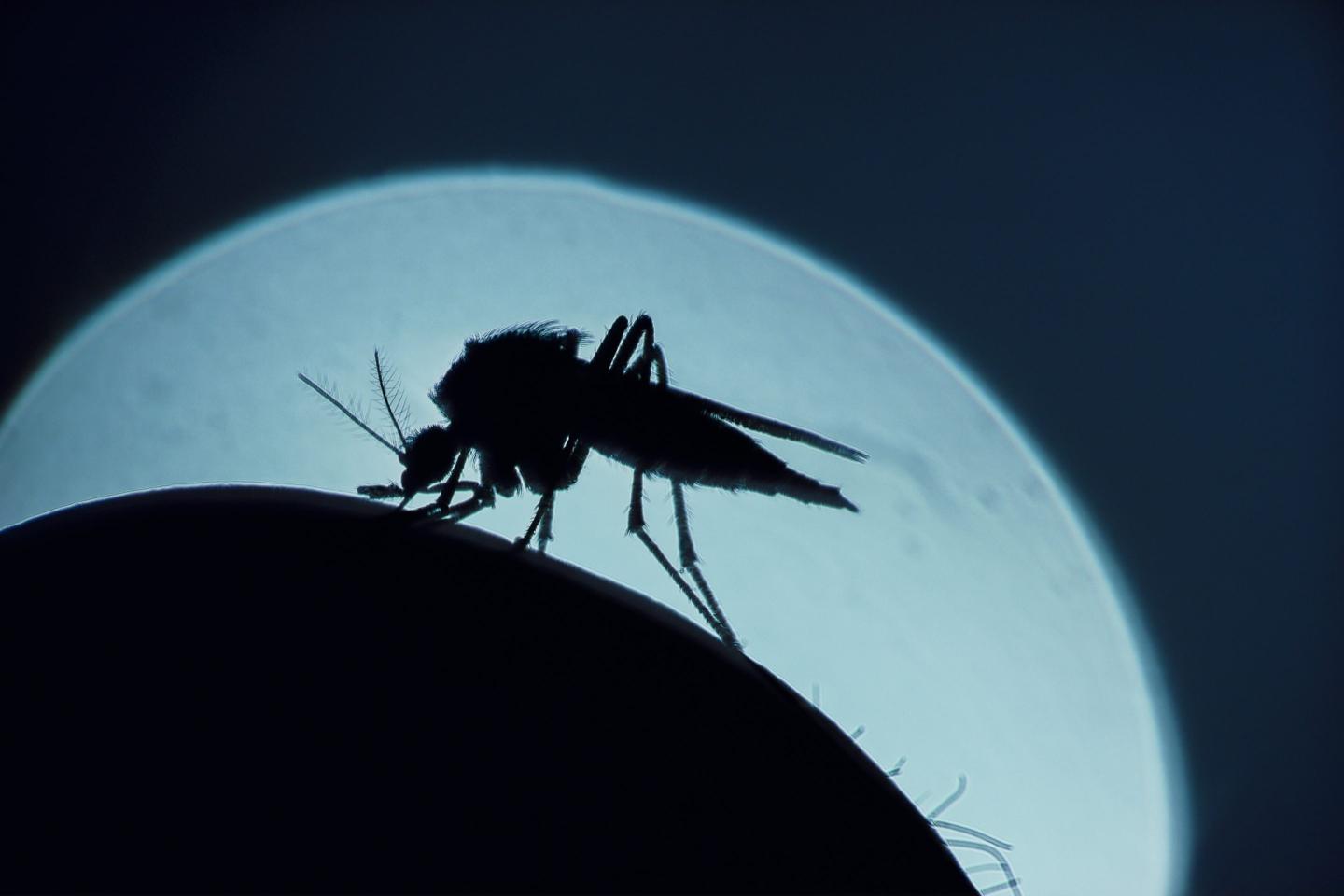 Cases of West Nile virus—and even malaria—are on the rise in the U.S. How to protect yourself from mosquito-borne illness this summer