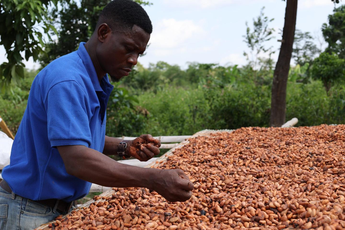 Cocoa farmer
