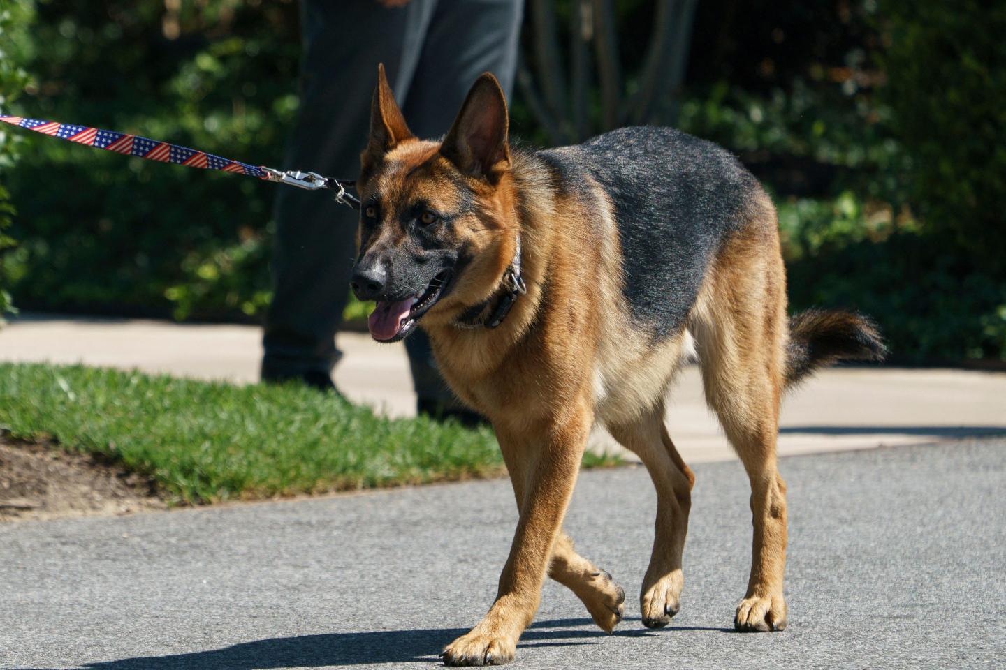 Joe Biden’s dog bit Secret Service officers 10 times in 4 months. White House blames ‘unique and often stressful environment’