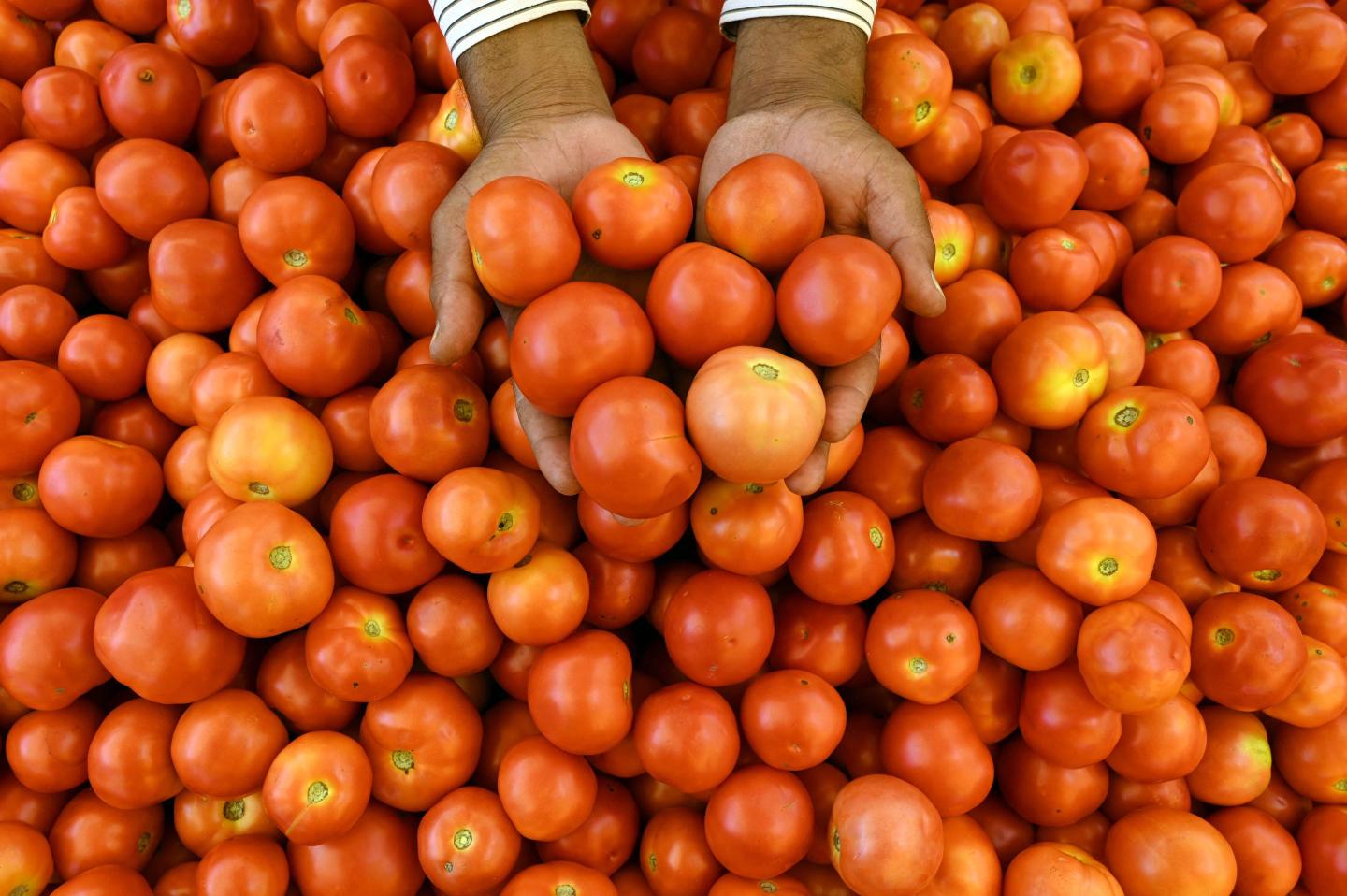 Tomatoes are so expensive in India that McDonald’s has stopped using them