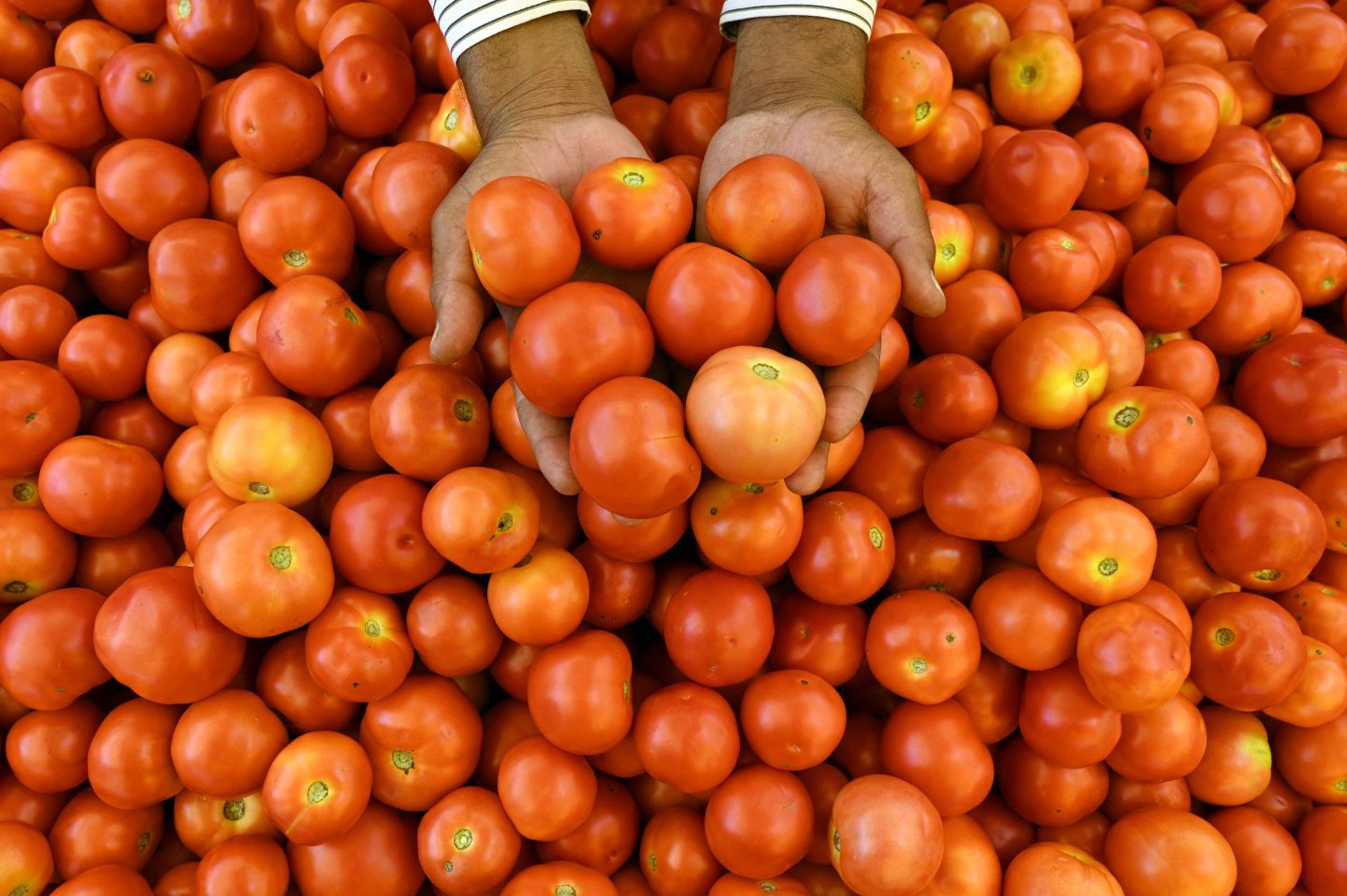 Tomatoes in India are too pricey for McDonald’s.