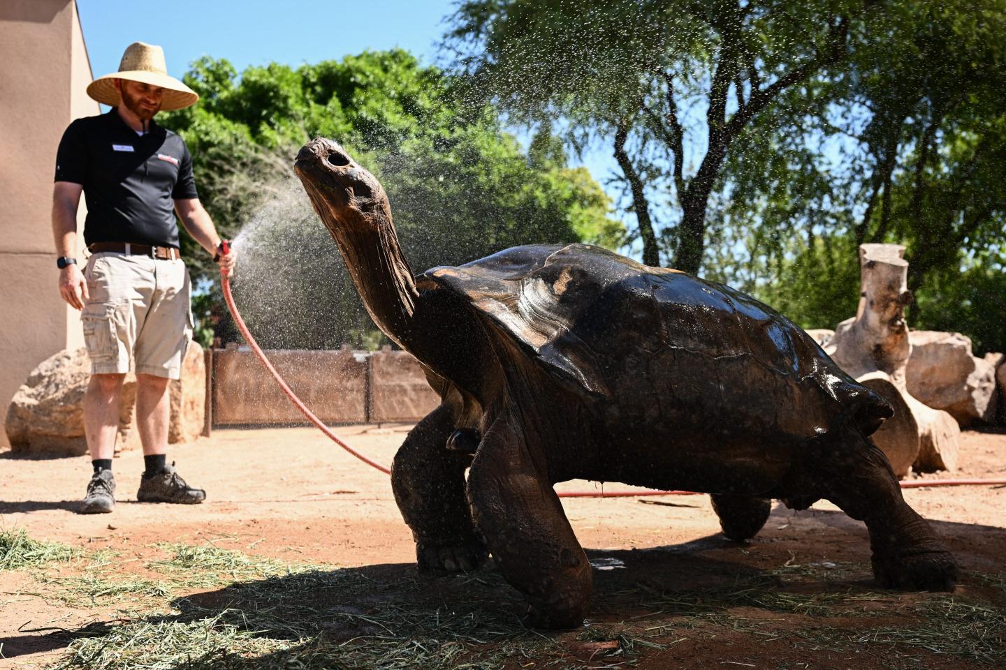 Phoenix tortoise