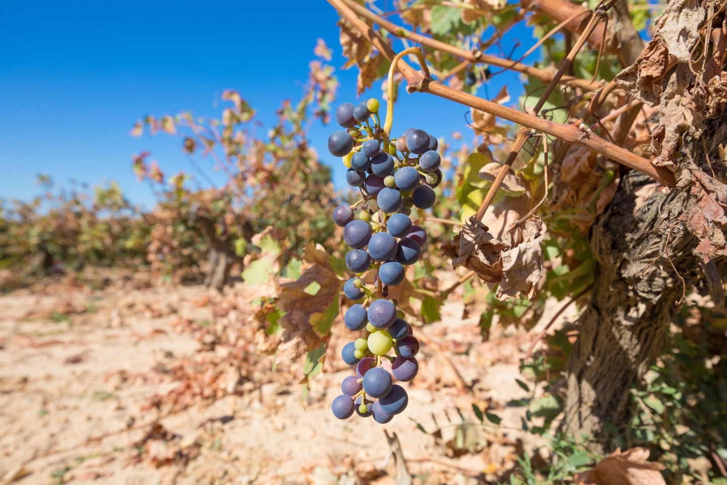 A cluster of wine grapes in a withered vineyard
