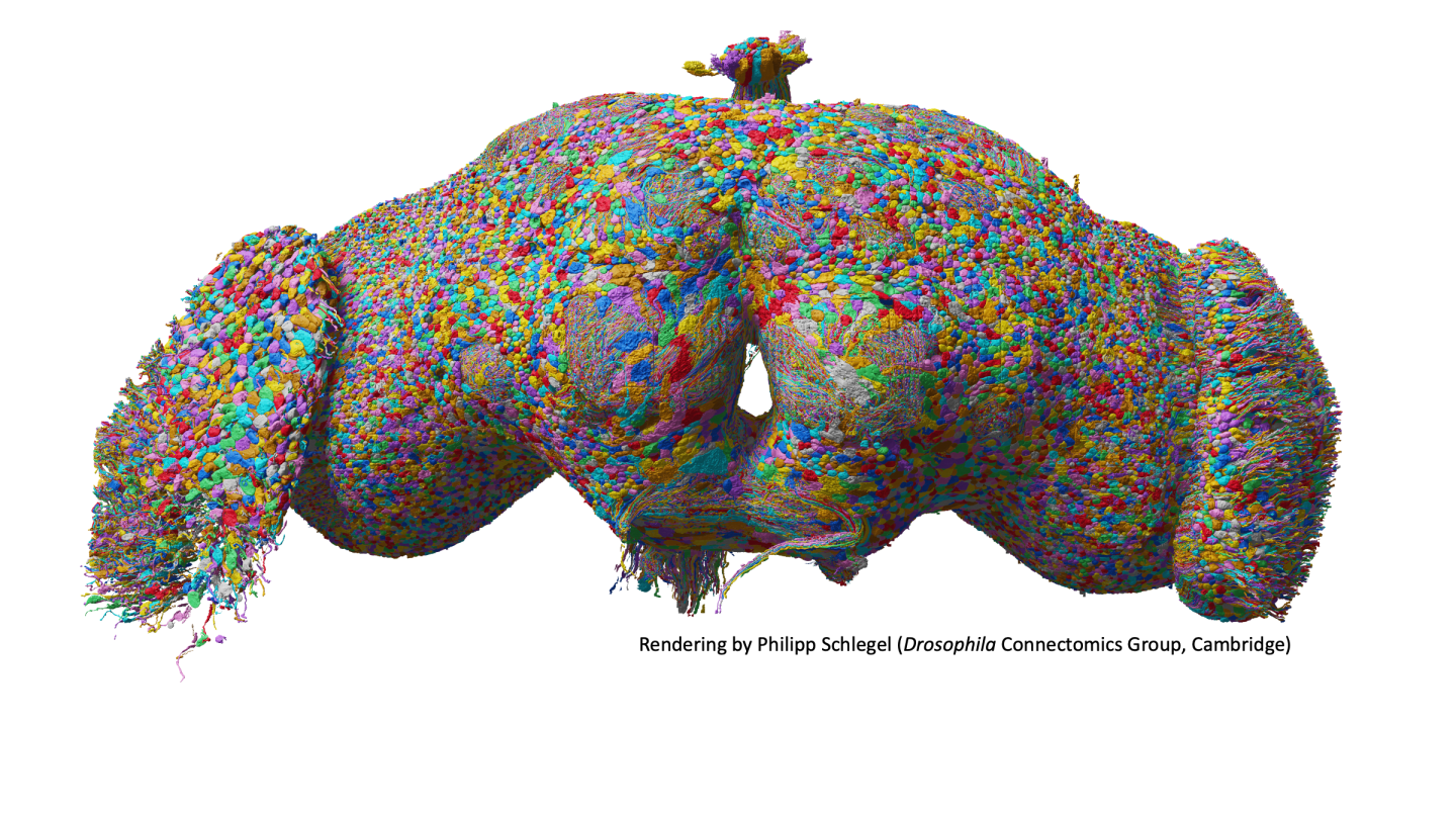 The first connectome of an adult animal brain.