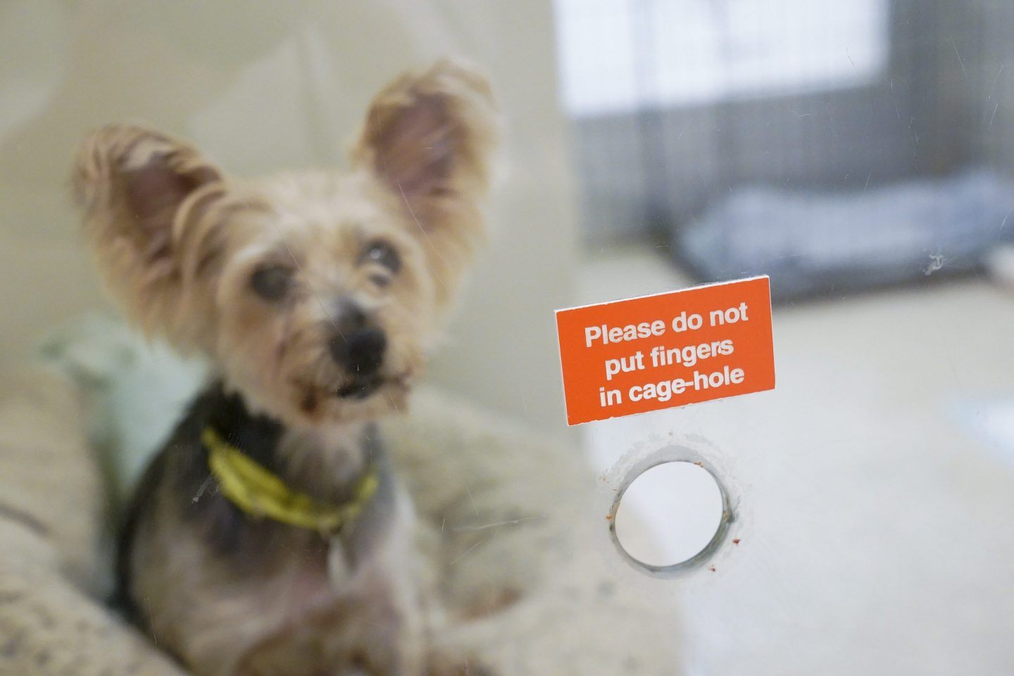 Many nonprofits use images of suffering and need to motivate people to give, but a recent study found there may be other effective strategies for prompting acts of generosity. Above, a scene from the ASPCA adoption center in New York.
